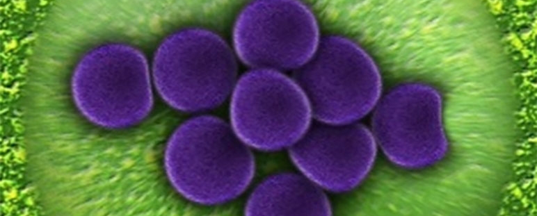 Dispositivo identificación bacterias