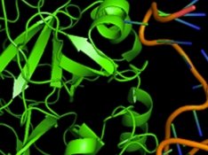 AptaBrain, aptámeros para liberación eficiente de fármacos.