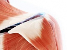 Tratamiento para enfermedades musculares basado en el uso de vehículos liposómicos.